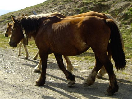 Para adelantar, fuera de poblado, a un grupo de peatones que llevan animales, ¿cómo realizará la maniobra?