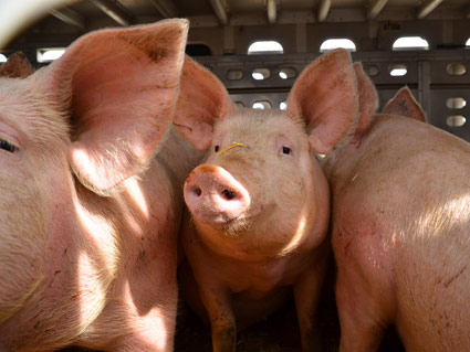Transportar reses vivas en un camión, ¿requiere por parte del conductor prestar mayor atención en la conducción?