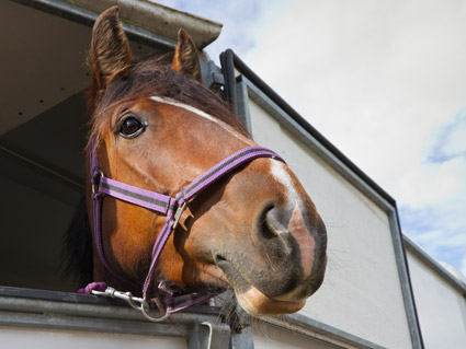 Transportar un caballo o una res en su remolque, ¿requiere una conducción más cuidadosa?